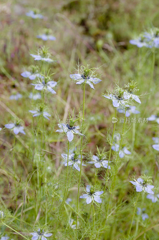 黑种草(Nigella damascena)